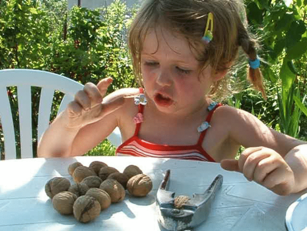 Marysia liczy orzechy