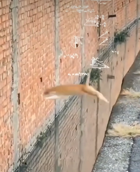 Doktorat z nauk ściałych